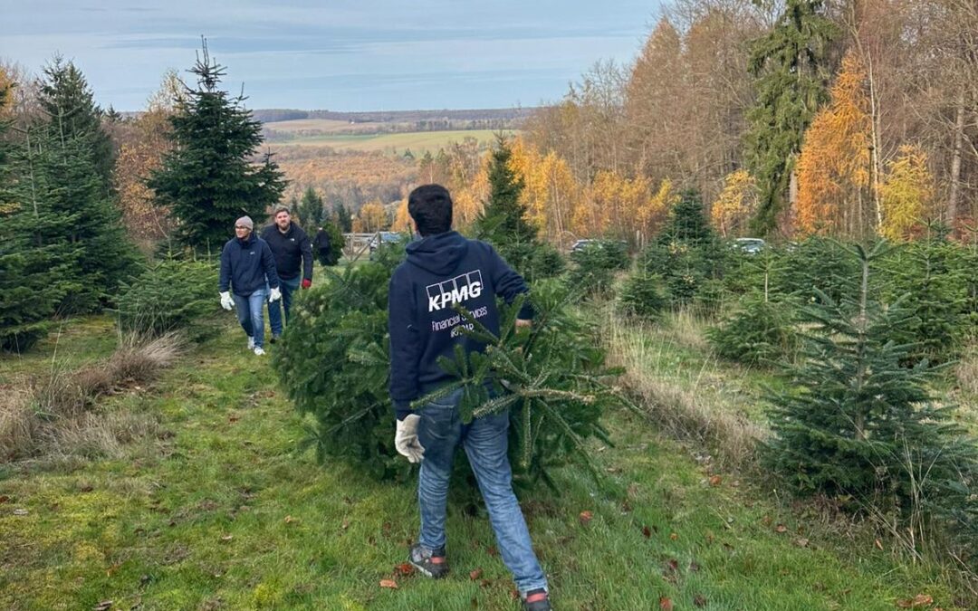 30 Tannen bringen Freude!